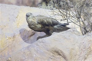 Image description is not available for 1983.85.1